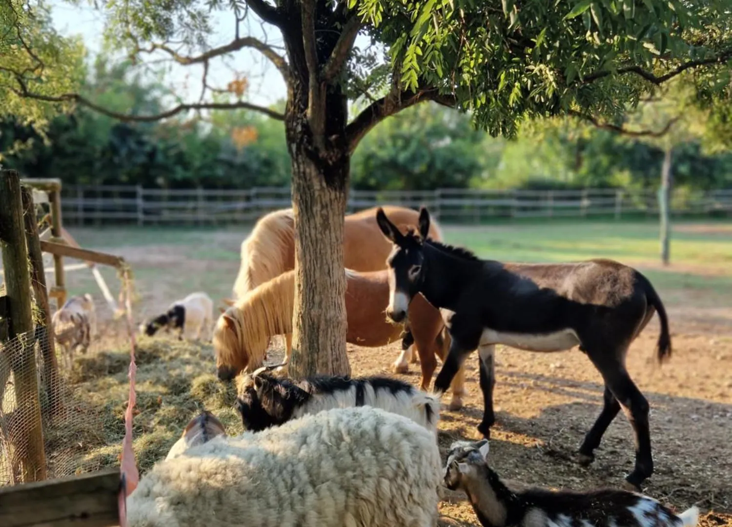Farm stay Agriturismo Corte Gaia Villa Castiglione Delle Stiviere Italy